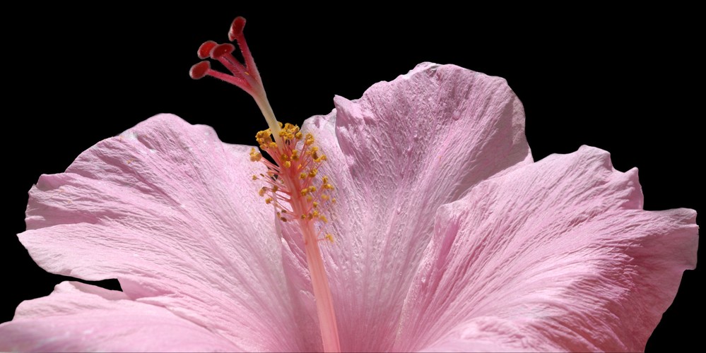 Panoramic Macro of Flower