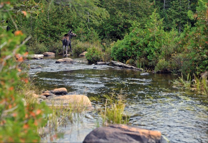 Moose @ Baxter State Park