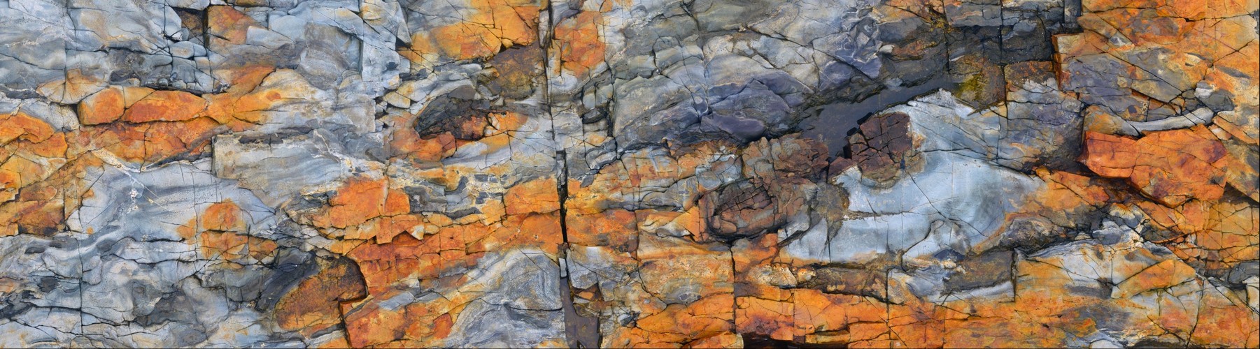 High Rocky Intertidal- Acadia, Maine