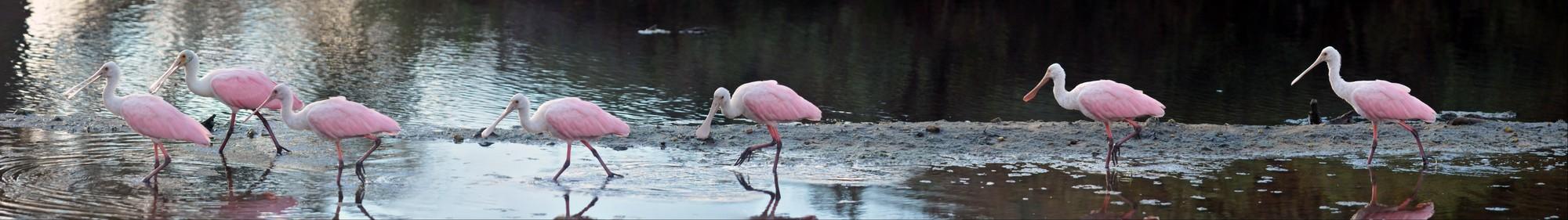 Spoonbills Searching For Food