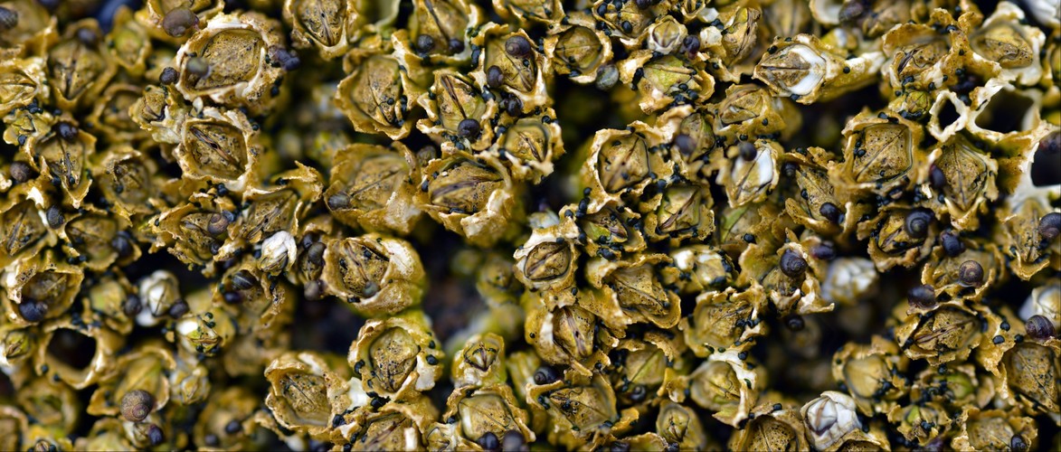 Rocky Intertidal Close Up