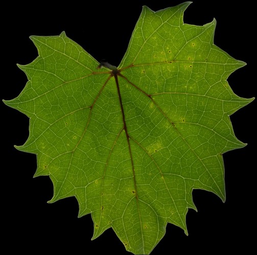 Oak Leaf Gigamacro
