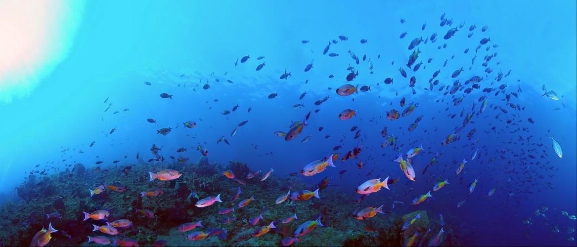 Creole Wrasse on Mystery Reef