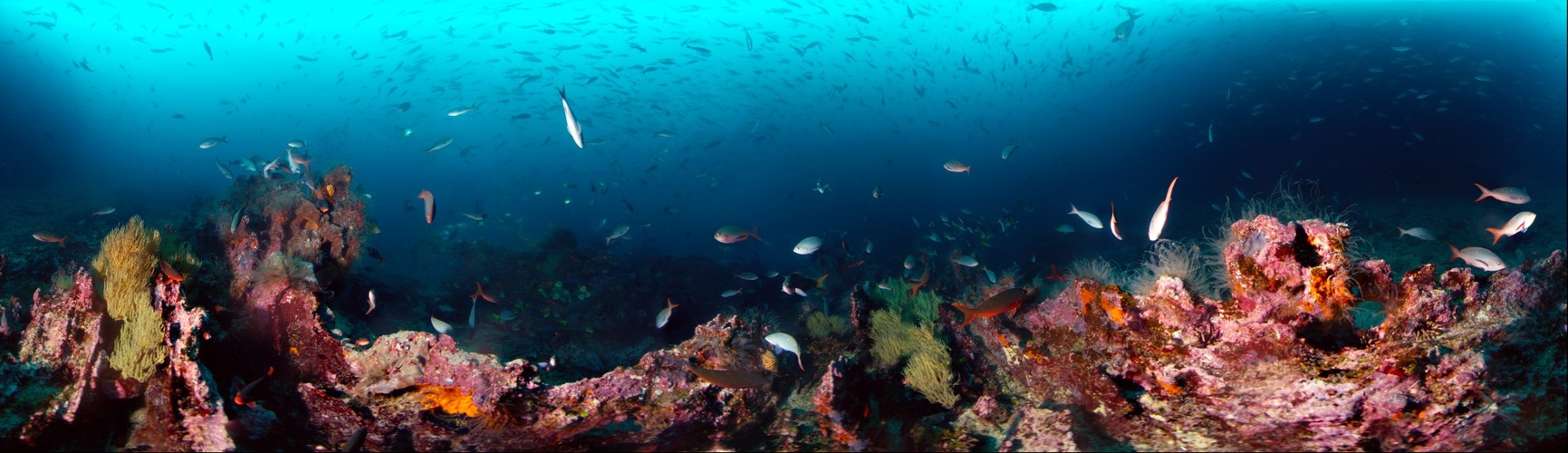 Fishes on the Reef