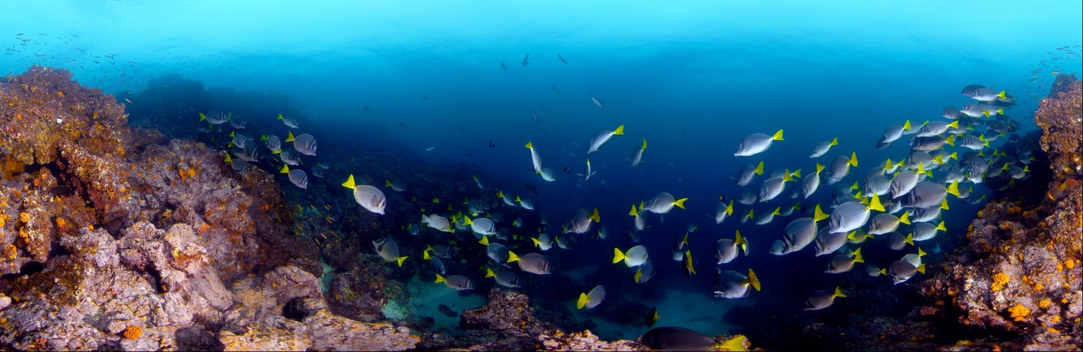 Underwater Reef