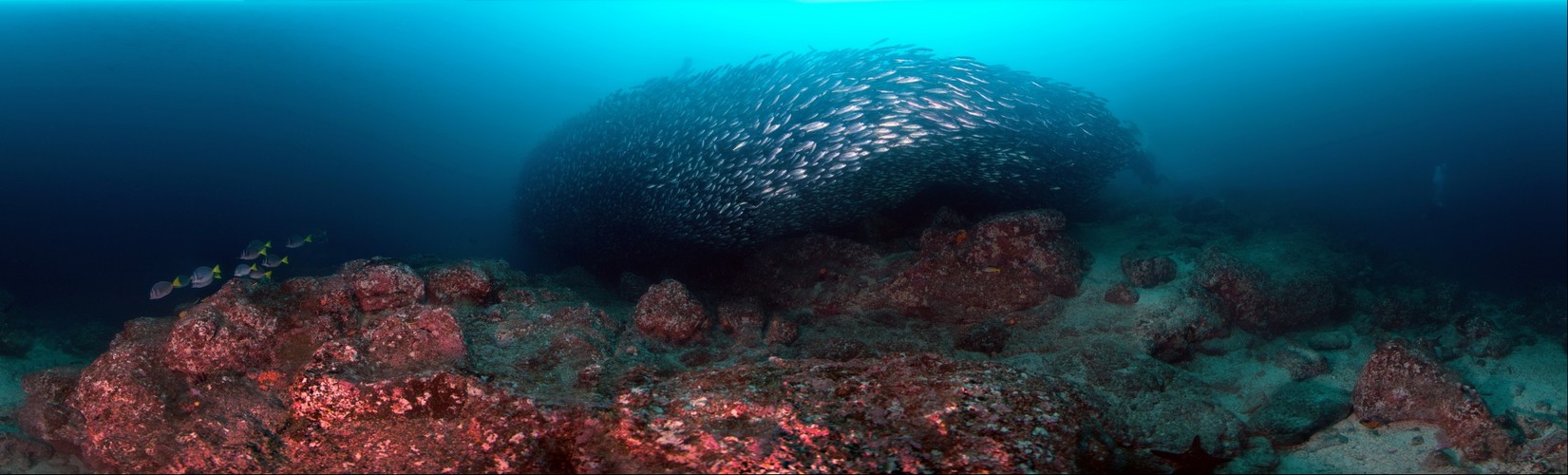 Bait Ball of Salema Fish in Galapagos