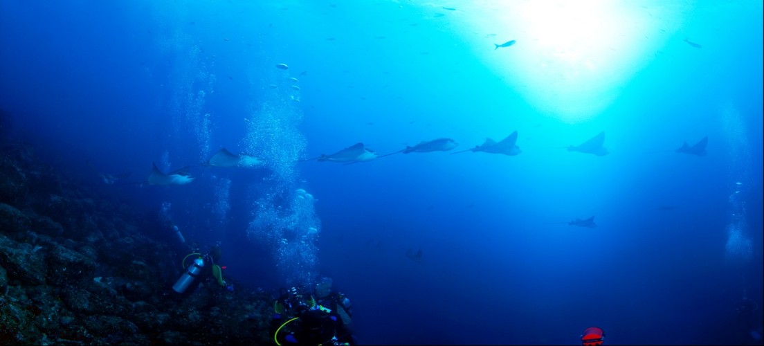 Eagle Rays Fly By in Galapagos