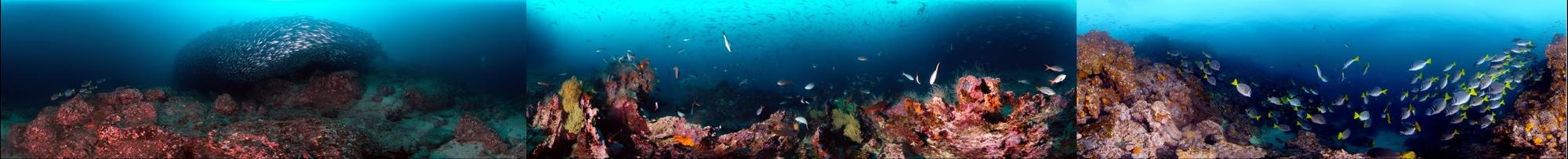 Galapagos Underwater