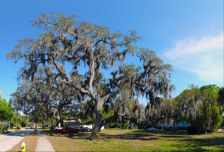 Live Oak Tree
