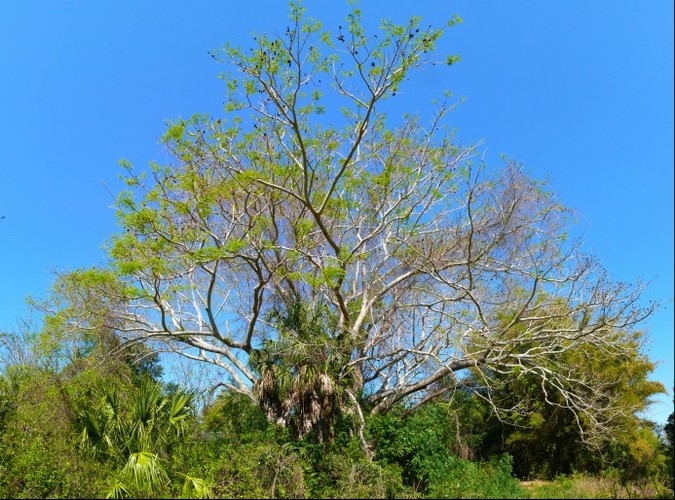 tree