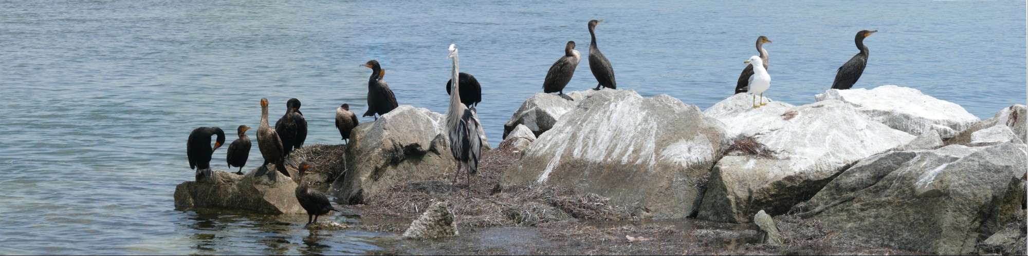 Cormorants and Herons