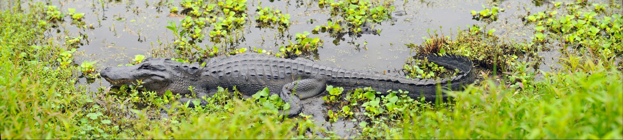 American Alligator in Paynes Prarie, Florida