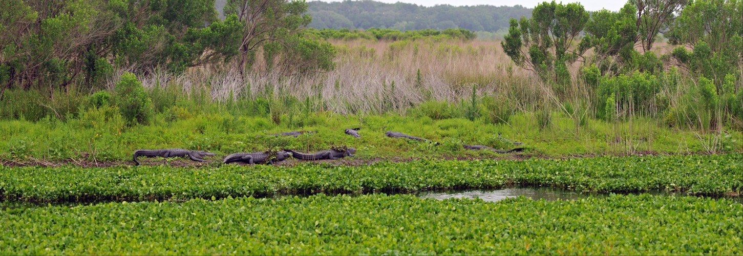 American Alligators