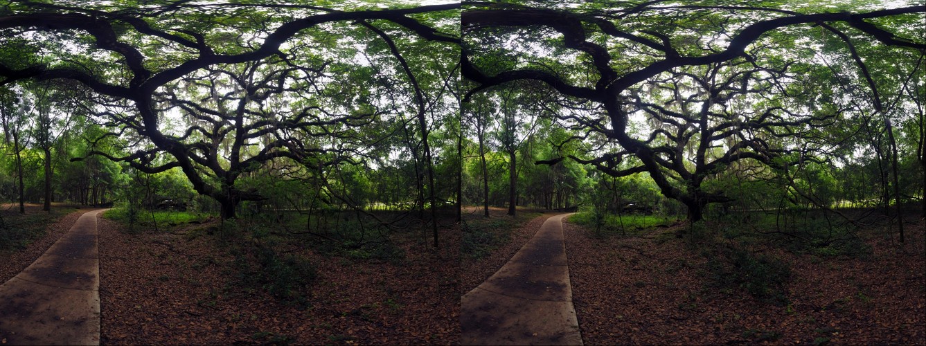 Live Oak Tree, in 3D Stereo