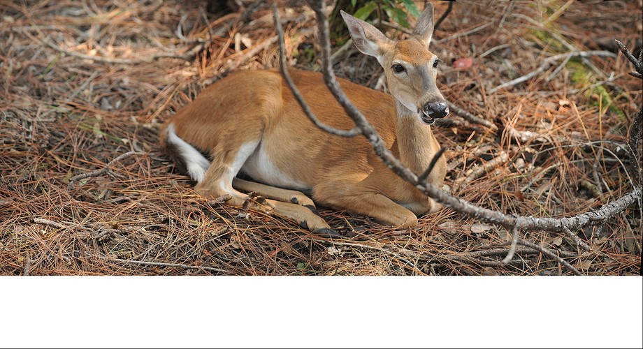 Deer chewing cud in Okeefenokee Swamp, GA