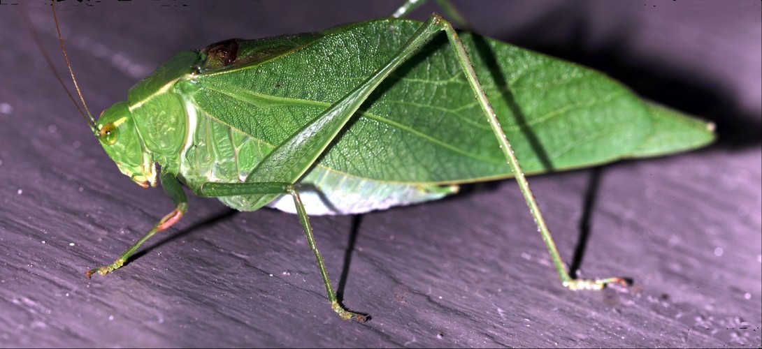 leaf insect