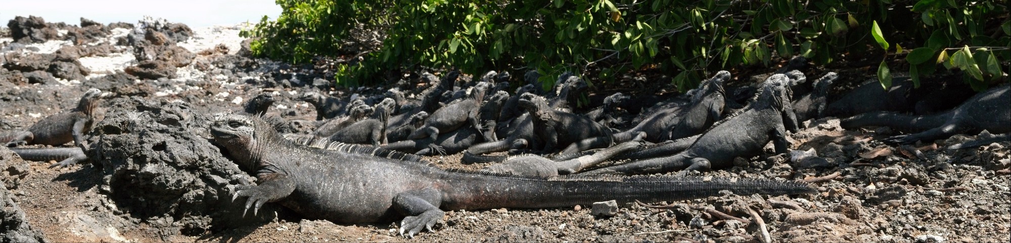 Galapagos Iguanas