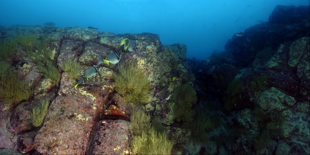 Galapagos Fishes on Wall
