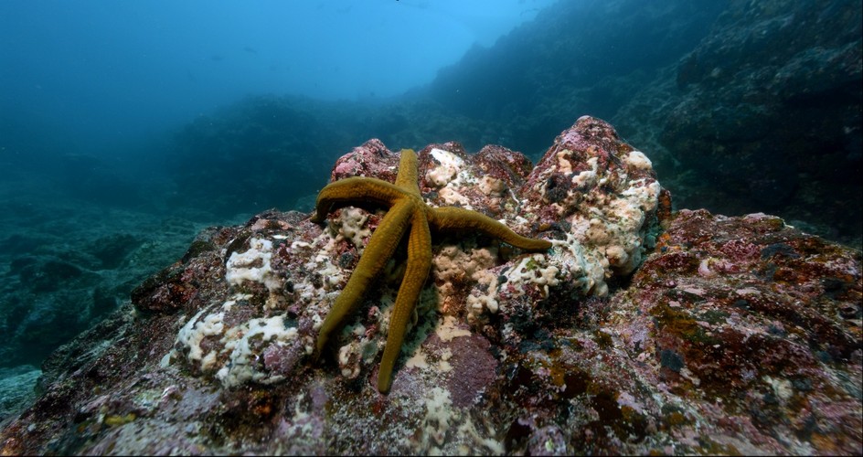 Galapagos Starfish