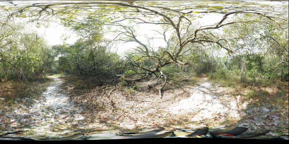 Broker Creek Preserve, Fallen Oak, Left Eye Stereoscopic