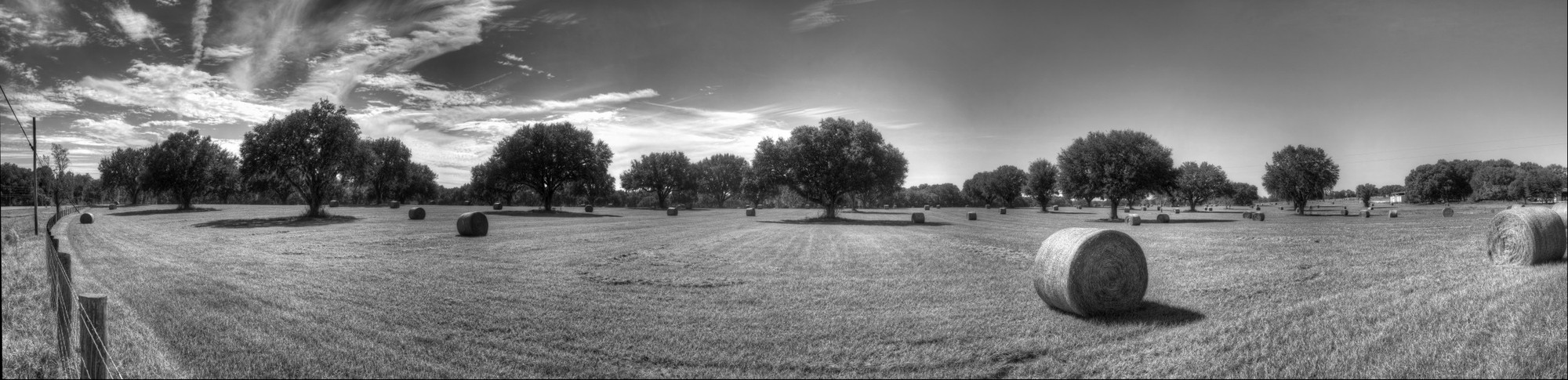 Hayfield south of Lakeland, Florida