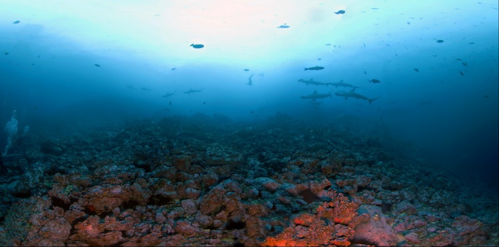 Shark Rock, Cocos Island, Costa Rica