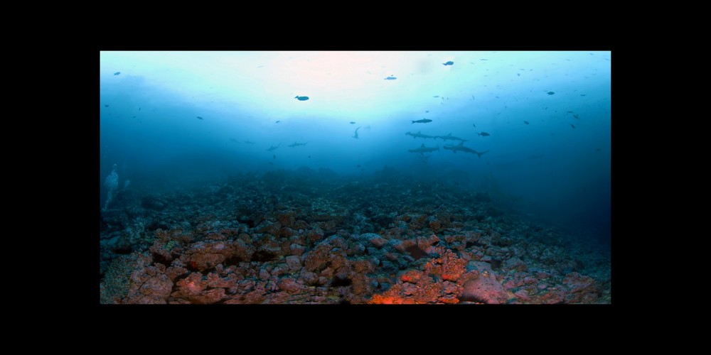 Cocos Sharks for Full Spherical Viewer