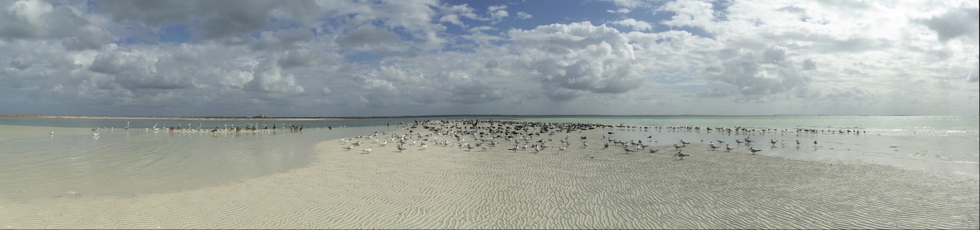 Pelicans and Gulls