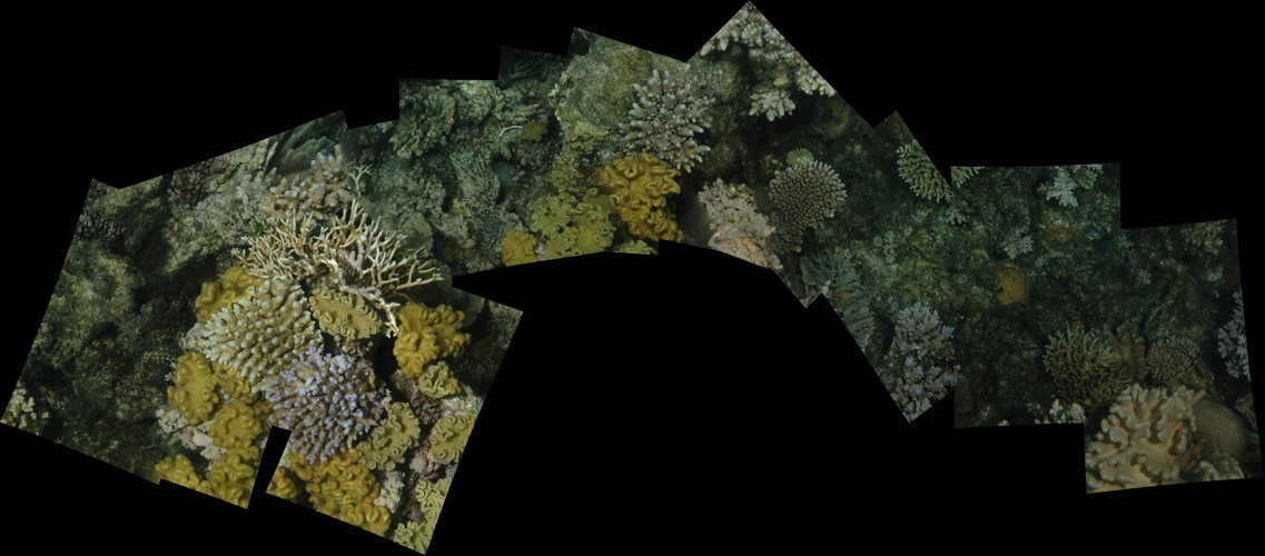 Fiji Reef Mosaic
