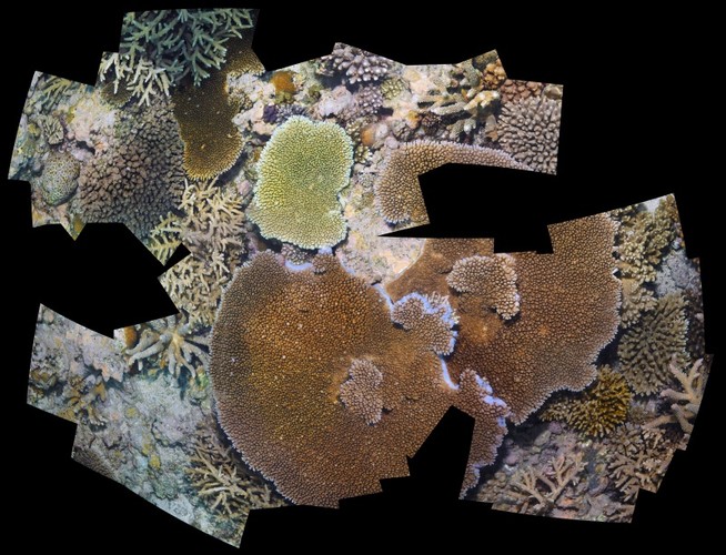Fiji Coral Reef Mosaic