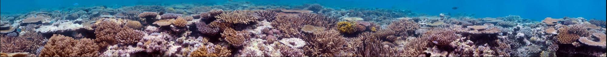 Fiji Reef Top Panorama