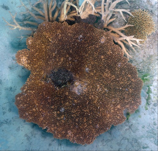 Fiji Coral Head