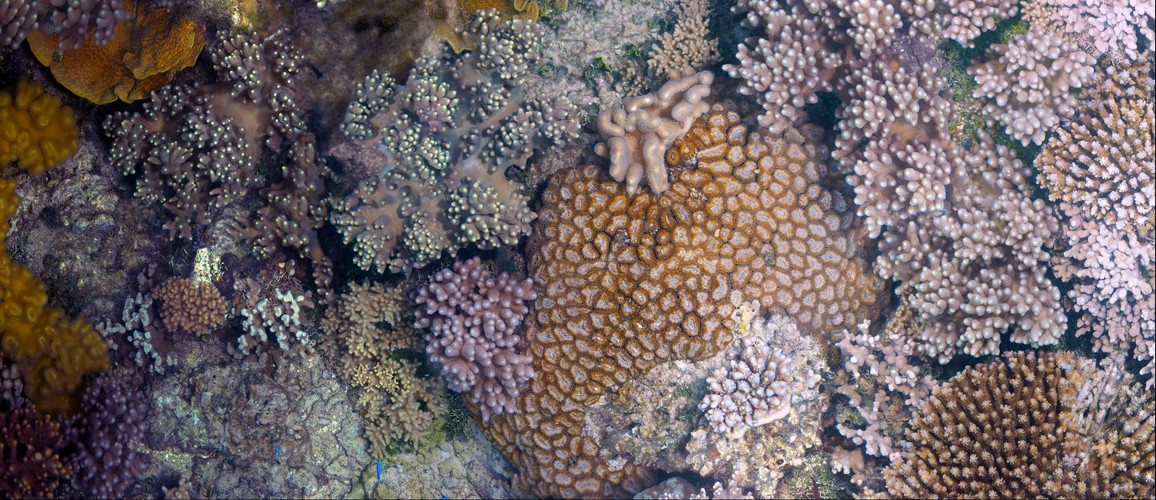 Fiji Reef Mosaic