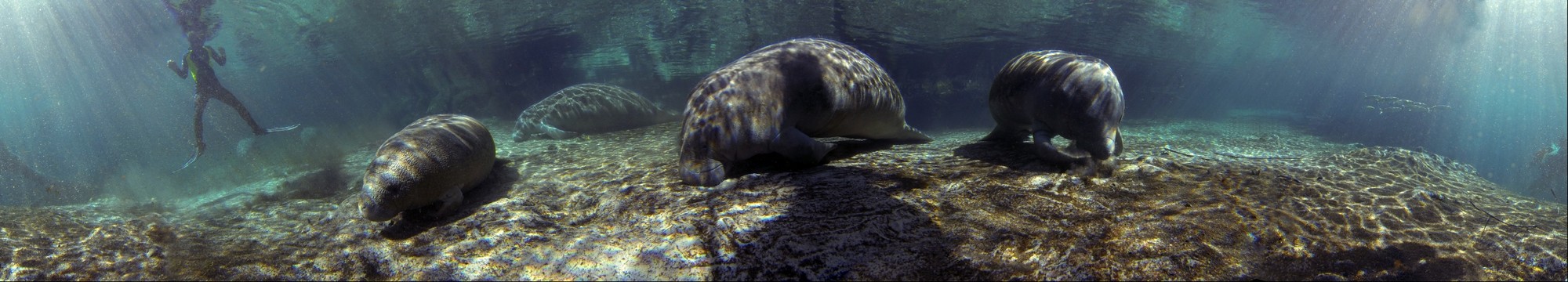 Manatees in Three Sisters Springs, Crystal River, Florida