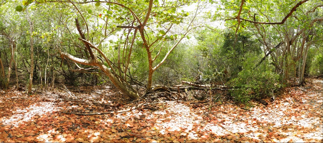 Sanibel Island Lighthouse Beach Forest