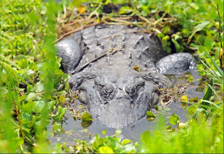 American Aligator