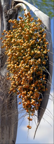Palm Tree Nuts - Telephoto Macro (Made with 700mm lens...)