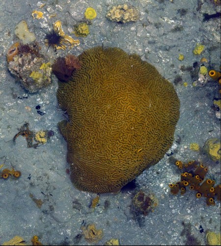 Brain Coral in Dominica