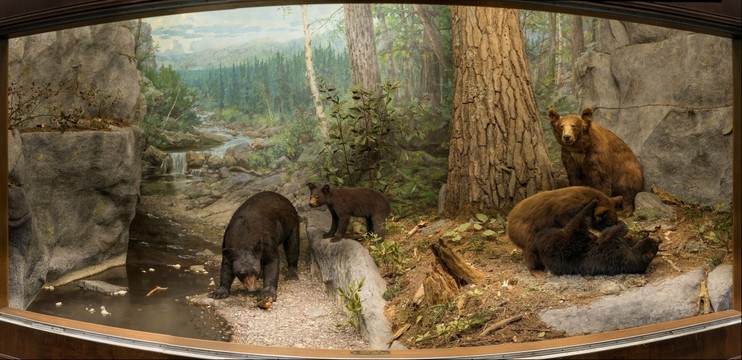 grizzly bear habitat diorama