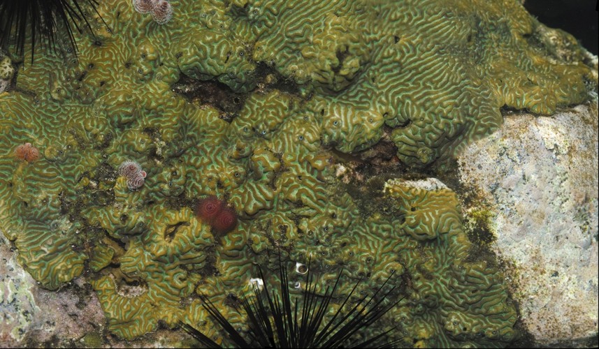 Knobby brain coral with christmas tree worms
