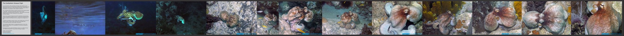 Octopus Fight