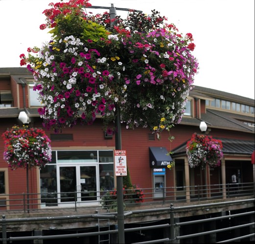 Flowers on Pier
