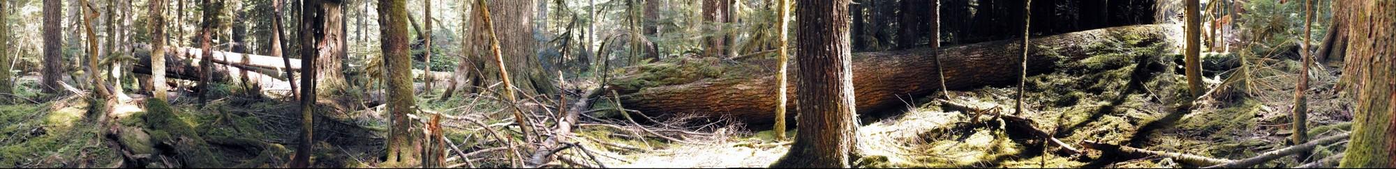 Carbon River Valley Rainforest, Mt Ranier