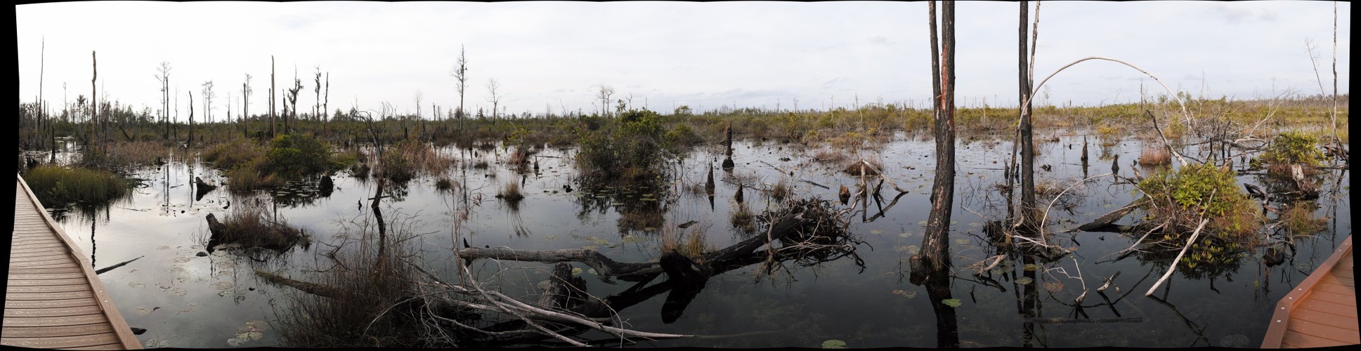 Okefenokee Swamp Right Eye