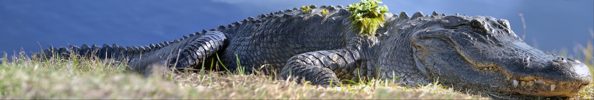 American Alligator