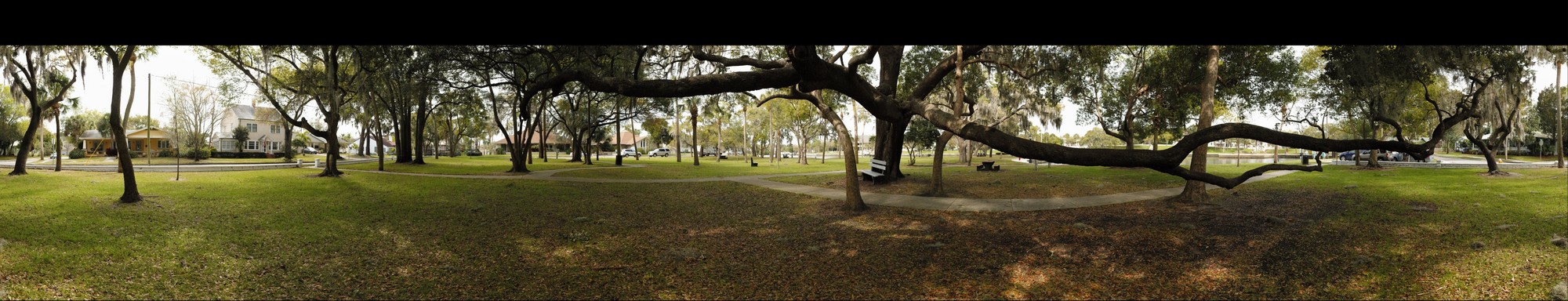 Live Oak at Craig Park - Stereo 3D