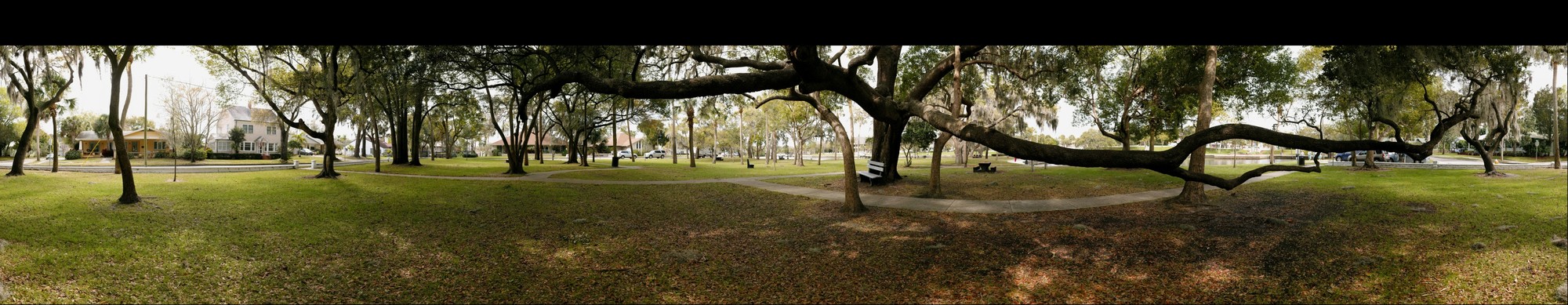 Craig Park Live Oak - other eye, stereo 3D