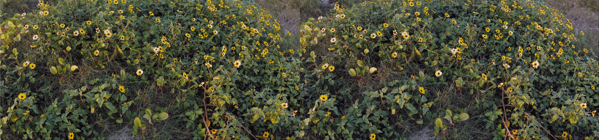 Stereo-3D Beach Flowers