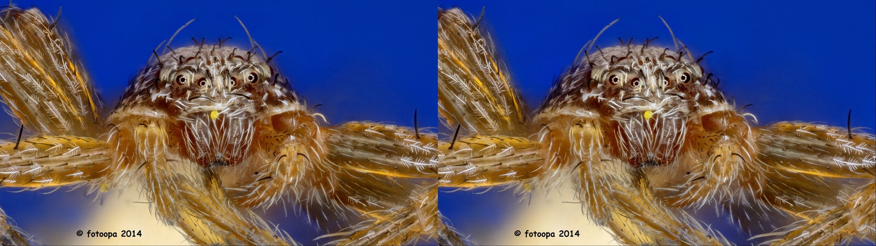 Big Spider in stereo 3D
