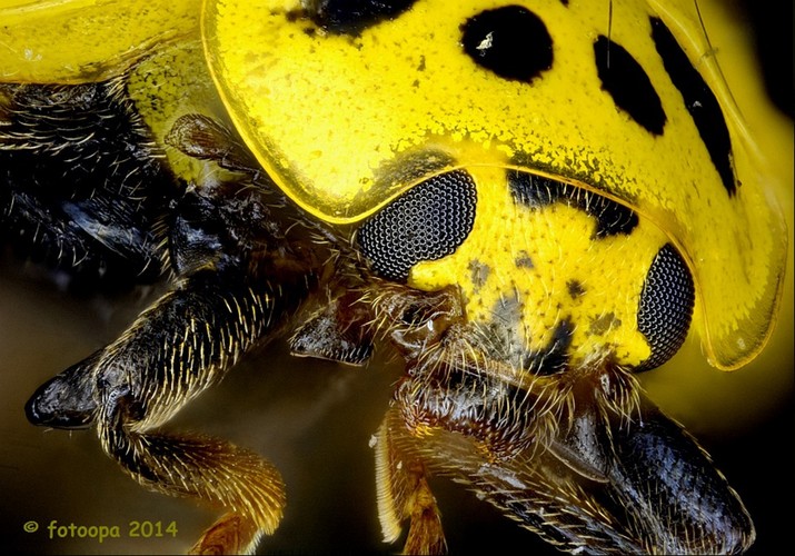 Bug Head Left Eye